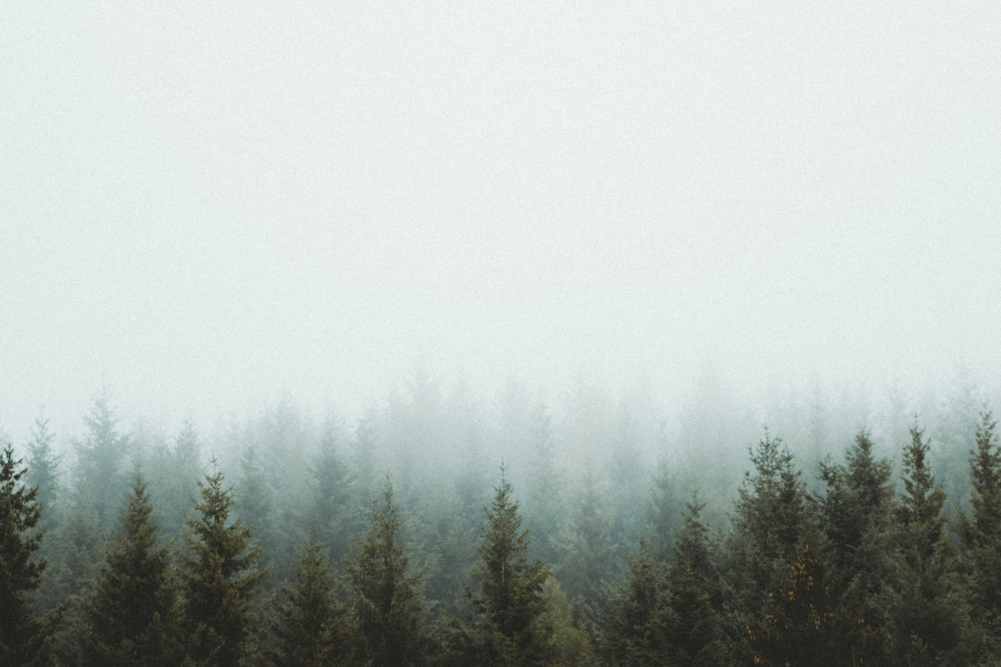 Highlands Mist